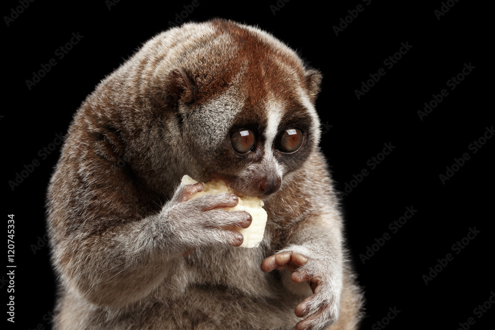 Naklejka premium Close-up Lemur Slow Loris Isolated Black background