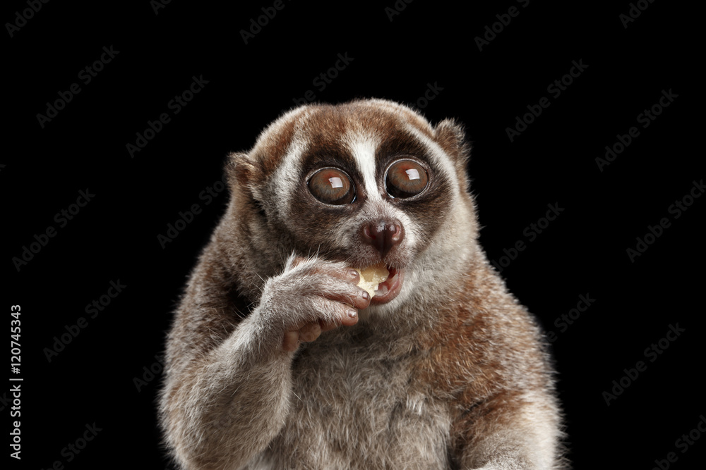 Naklejka premium Close-up Lemur Slow Loris Isolated Black background