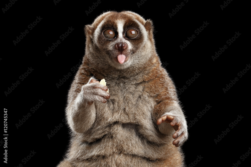 Fototapeta premium Close-up Lemur Slow Loris Isolated Black background
