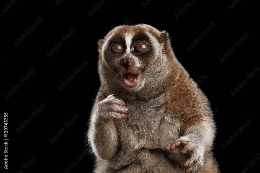 Fototapeta premium Close-up Lemur Powolne Loris Izolowane Czarne tło