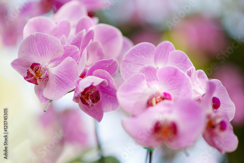 Sweet pink orchid in soft color and blur style for background