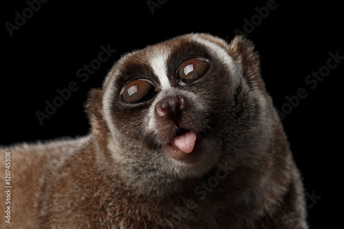 Close-up Lemur Slow Loris Isolated Black background © seregraff