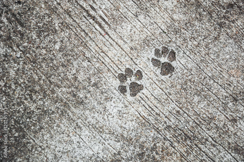 the footprint of dog on the concrete rough floor or ground
