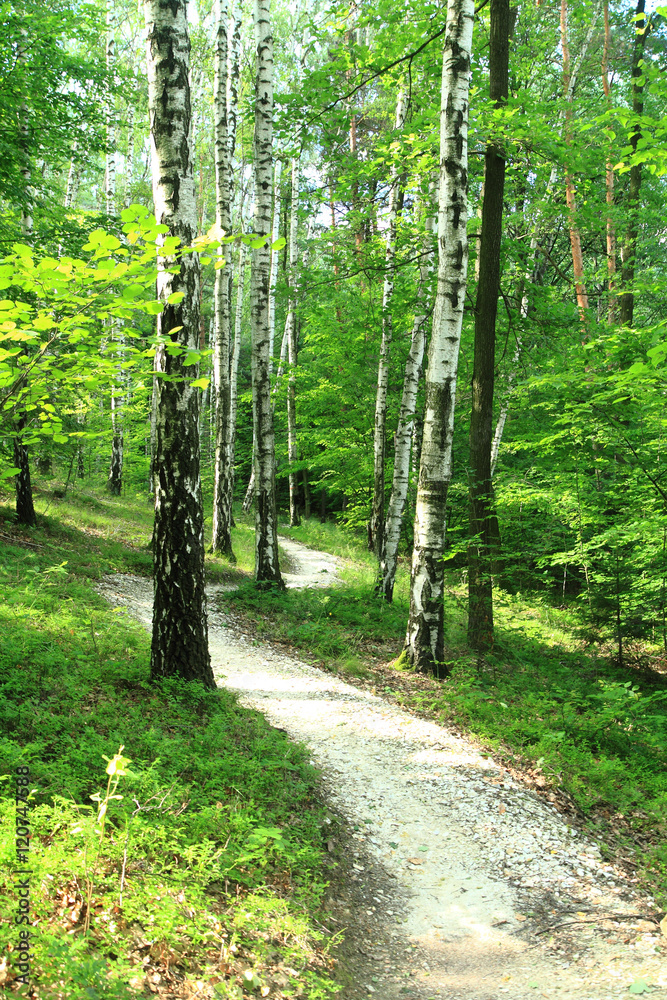 Obraz premium zielony ciemny las