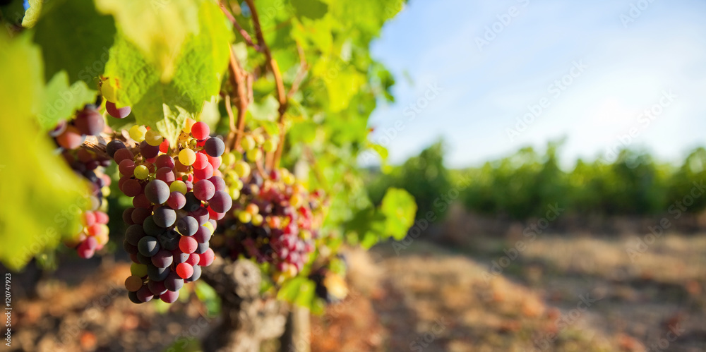 Raisin dans les vignes en France