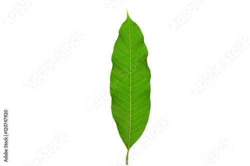 Green color of mango leaf isolated