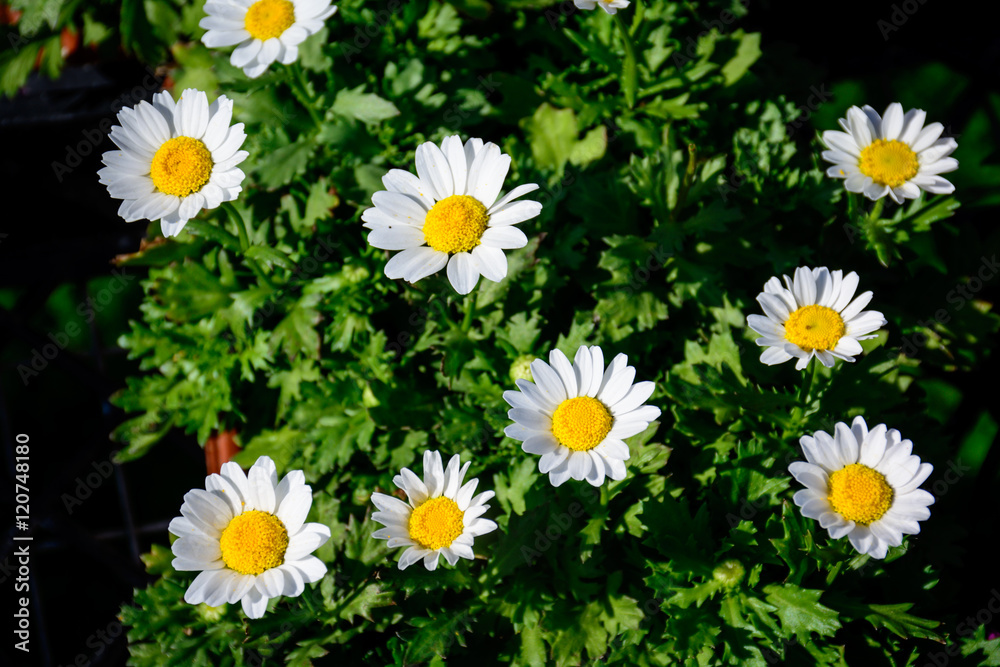 Obraz premium Colorful Flower in Full Boom