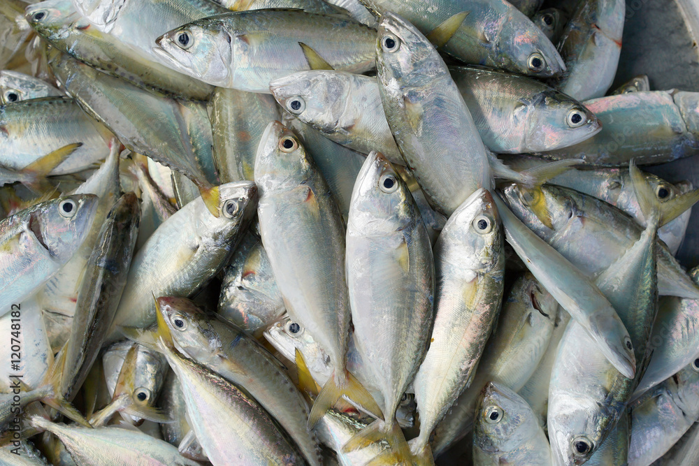 Fresh raw fishes for sale in a local market in Thailand Fresh raw fishes for sale in a local market in Thailand