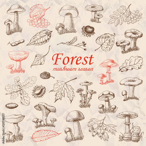 Set of isolated forest plants and mushrooms in sketch style