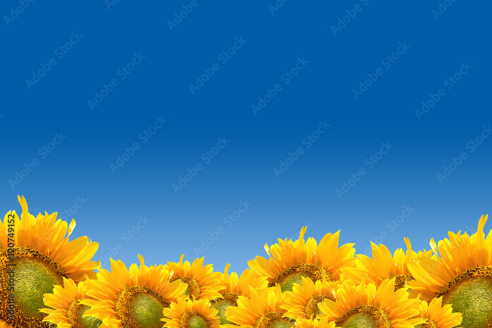 Fototapeta premium Sunflower 