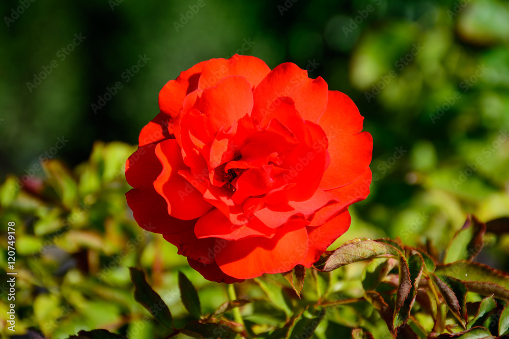 Colorful Rose in full boom
