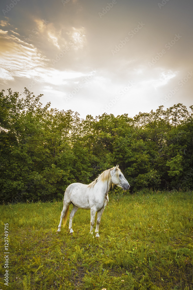 White horse on the meadow.