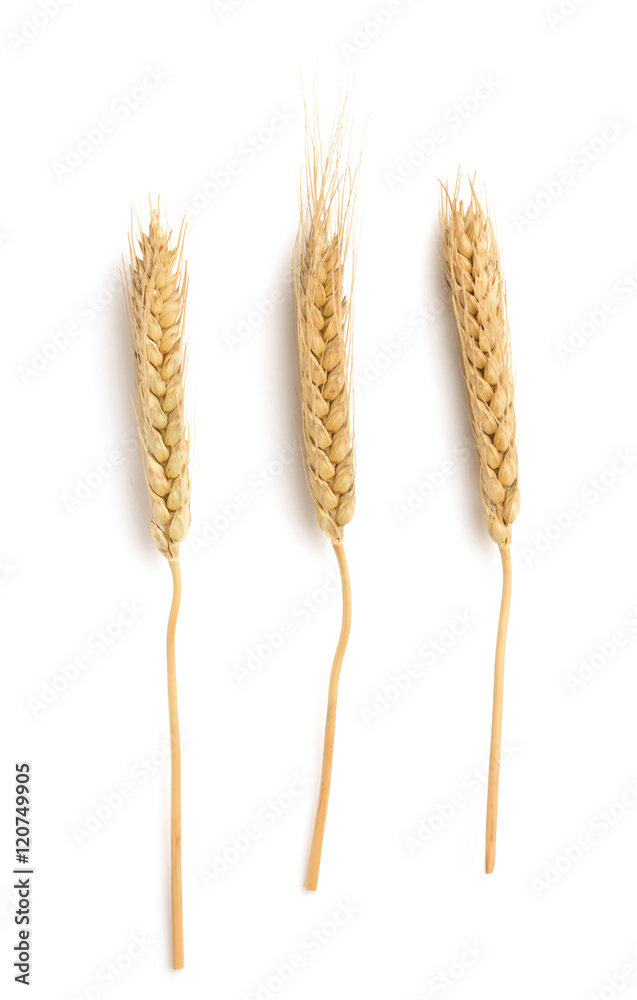 ears of wheat isolated on white ears of wheat isolated on white