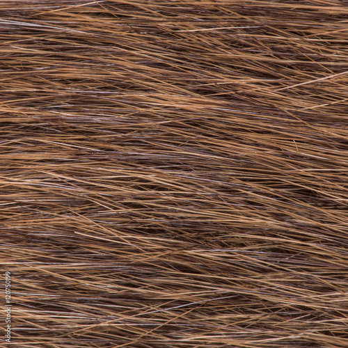 the texture of the fur nutria closeup