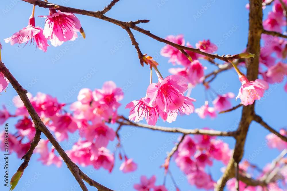 Sakura, Cherry blossoms on blue sky background, Pink flowers on blue sky background, Selective focus Sakura, Cherry blossoms on blue sky background, Pink flowers on blue sky background, Selective focus