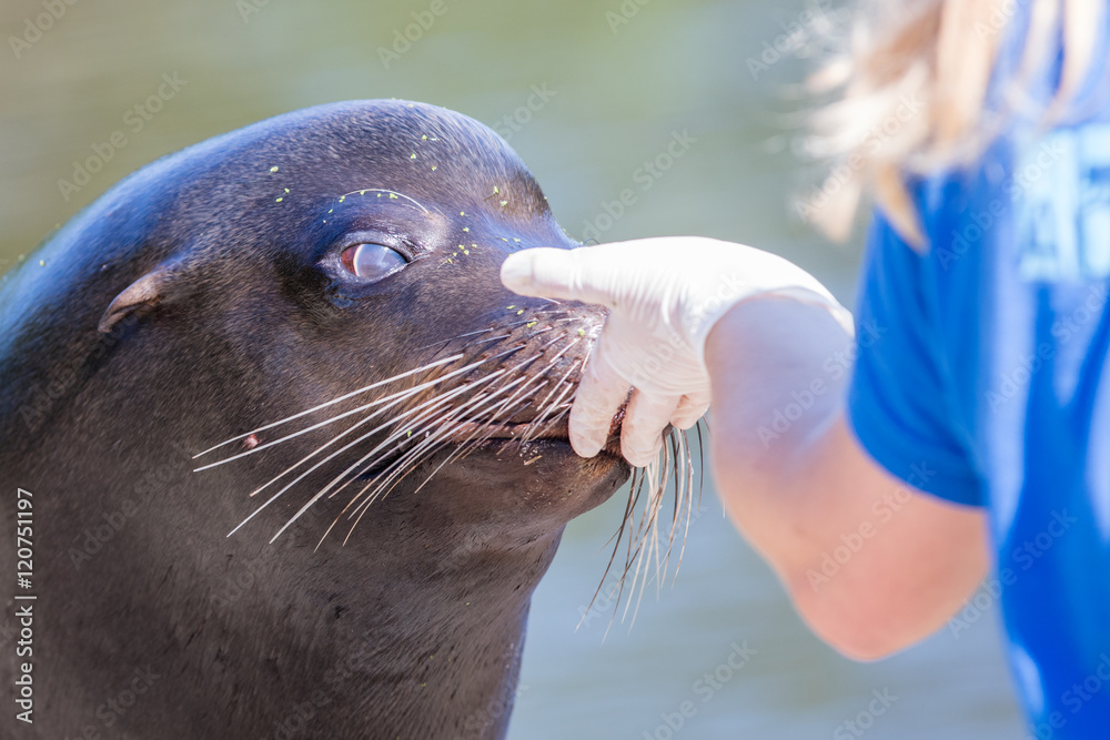 Obraz premium Adult sealion being treated - Selective focus