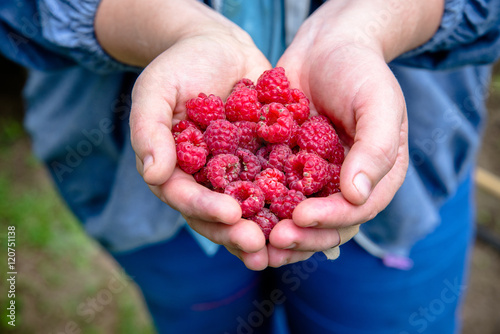 woman holding a handful of wild raspberries