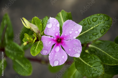 water drop on Purple Catharanthus roseus flowers. Pink Wildflower.