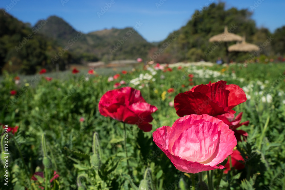The charming landscape with poppies in sunny day against the sky, Blurred background