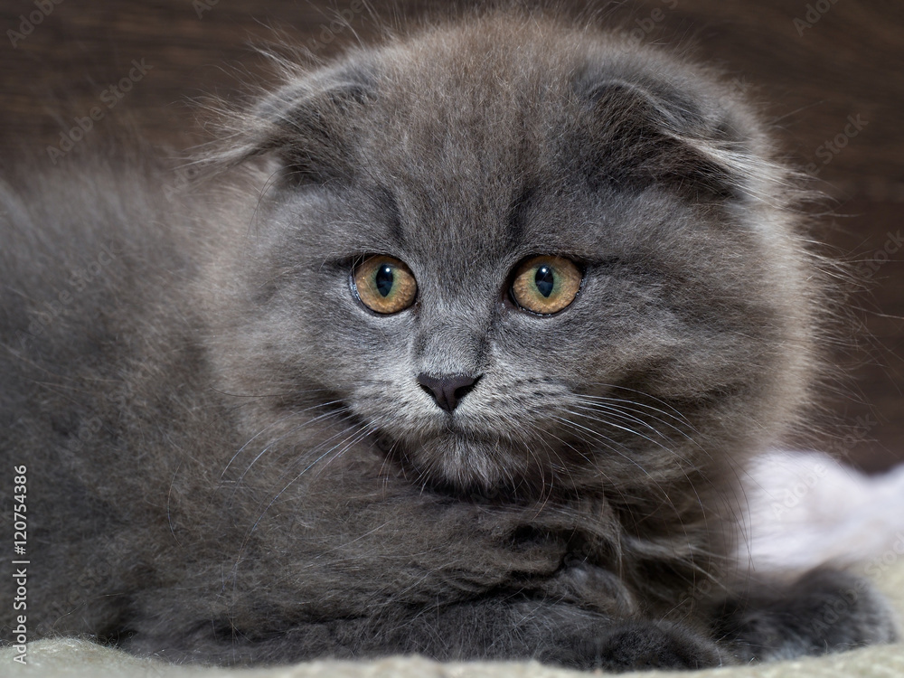 Portrait of a cute kitten. Grey, lop-eared cat with huge yellow eyes. Fluffy  on the background  wooden wall. Animal afraid,