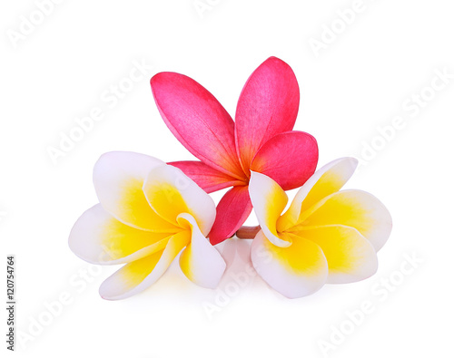 white and red frangipani (plumeria) flowers isolated on white