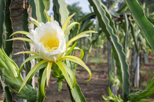 Dragon flower in the garden photo