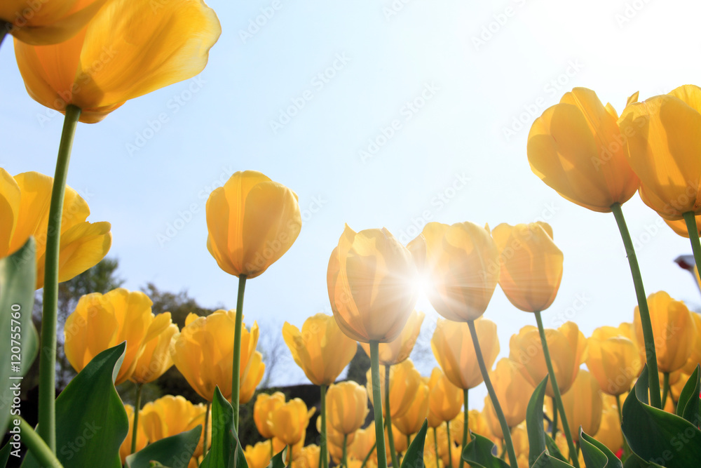 Obraz premium Tulipan i wielkie błękitne niebo