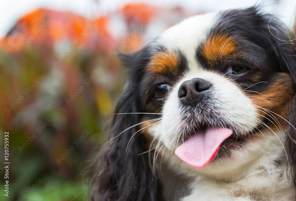 Head close up of Cavalier King Charles Spaniel dog Head close up of Cavalier King Charles Spaniel dog