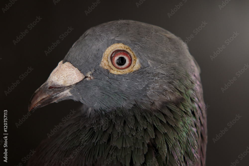 close up side view beautiful head shot of speed racing pigeon bi close up side view beautiful head shot of speed racing pigeon bi