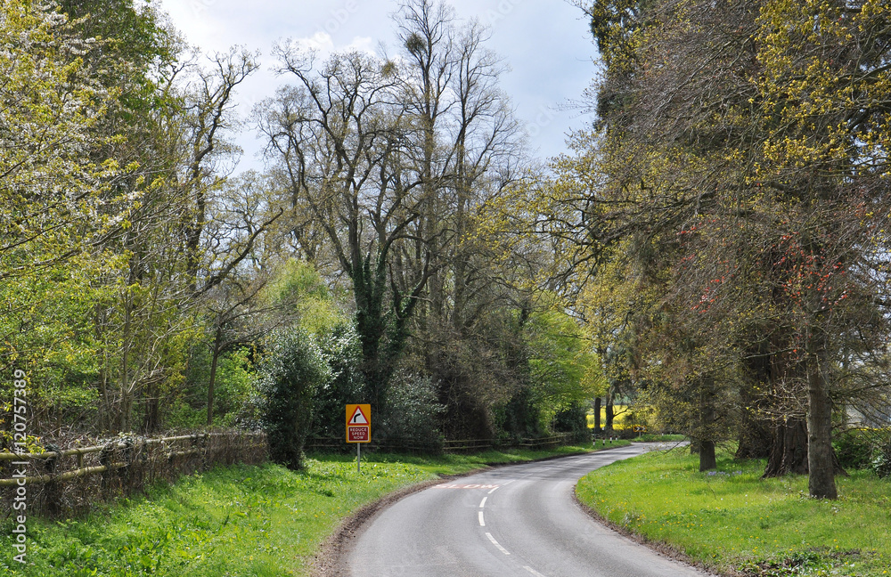 Fototapeta premium Summer Shrubbery.