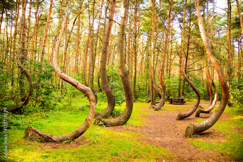 Curved forest reserve in Poland