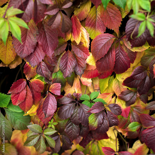 Red autumn leaves on a wall, background