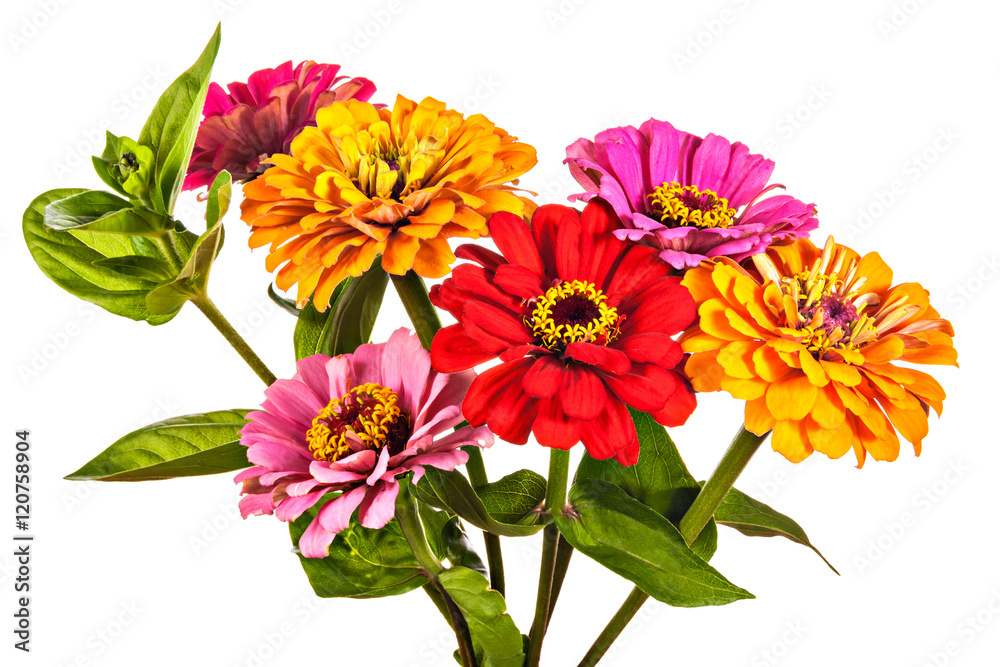 Colorful bouquet of summer zinnias isolated on a white backgroun Colorful bouquet of summer zinnias isolated on a white backgroun