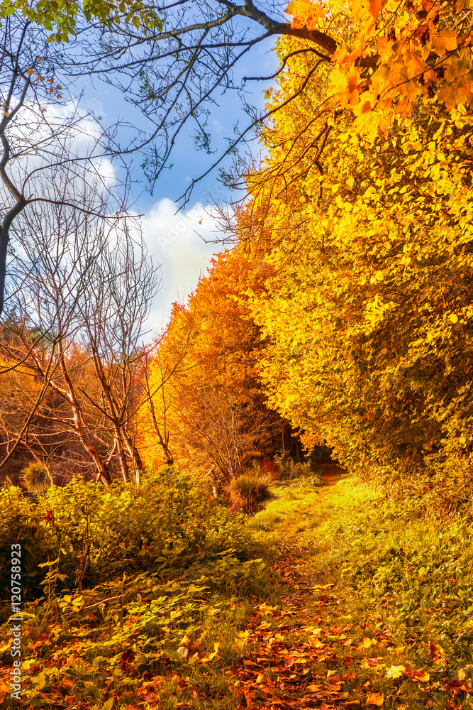 farbenfrohe Herbstlandschaft