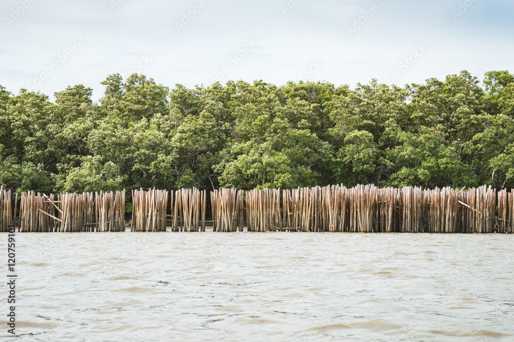 Fototapeta premium Bamboo Wall And The Mangrove