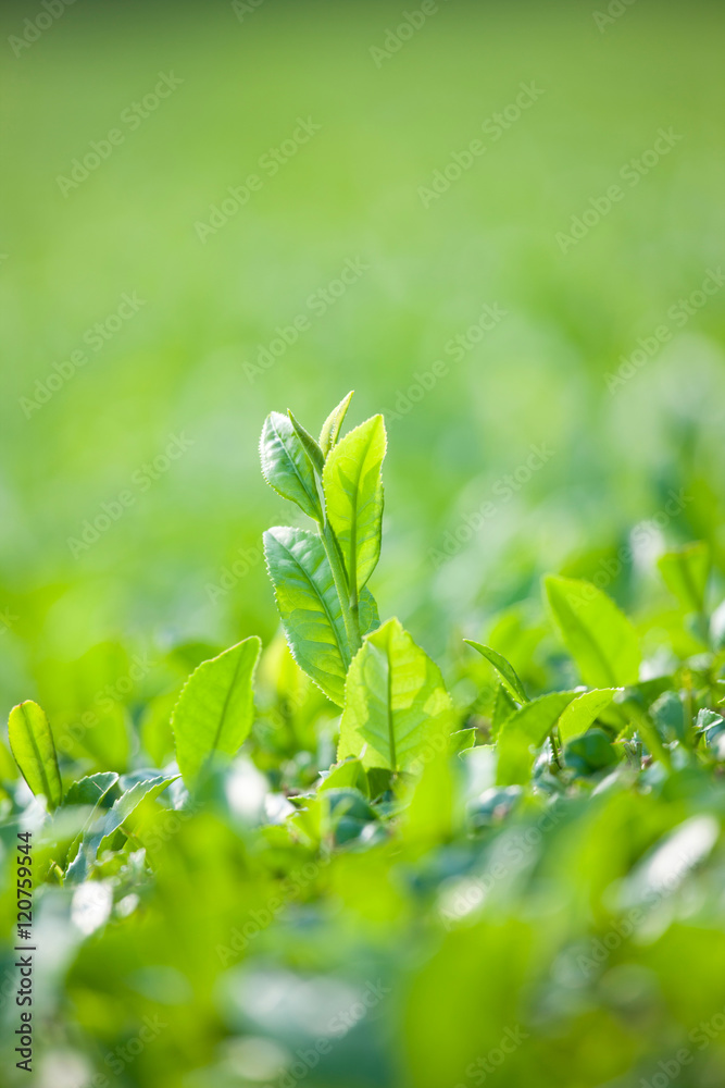 鹿児島の茶畑 鹿児島の茶畑