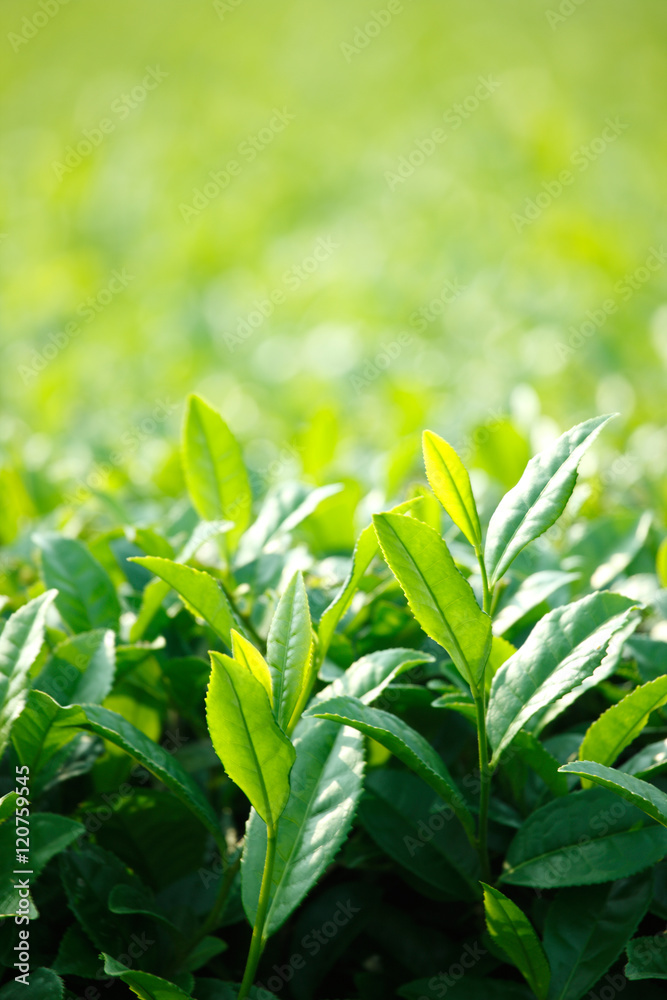 Obraz premium 鹿児島の茶畑 