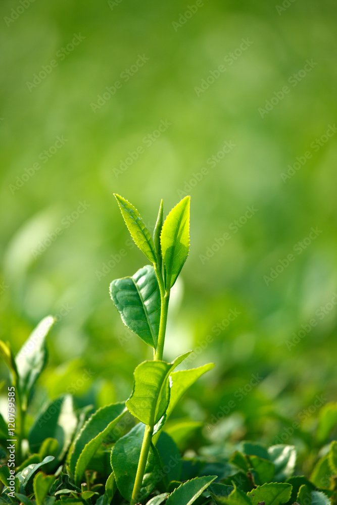 鹿児島の茶畑 鹿児島の茶畑