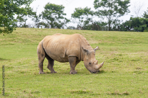 Rhinoc  ros dans la plaine 