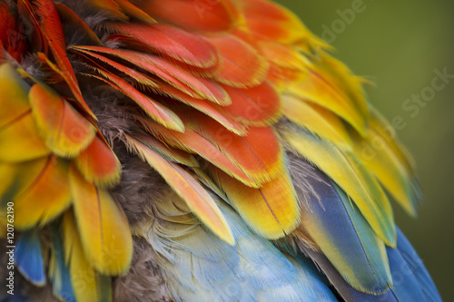 Bird feathers. Scarlet Macaw. Abstract colourful nature background