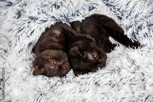 Two brown kitten lying together on fir blanket © vvvita