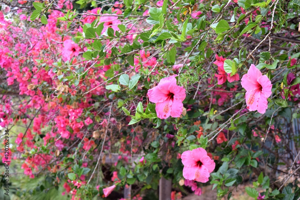 giardino con fiori rosa di hibiscus e buganvillea