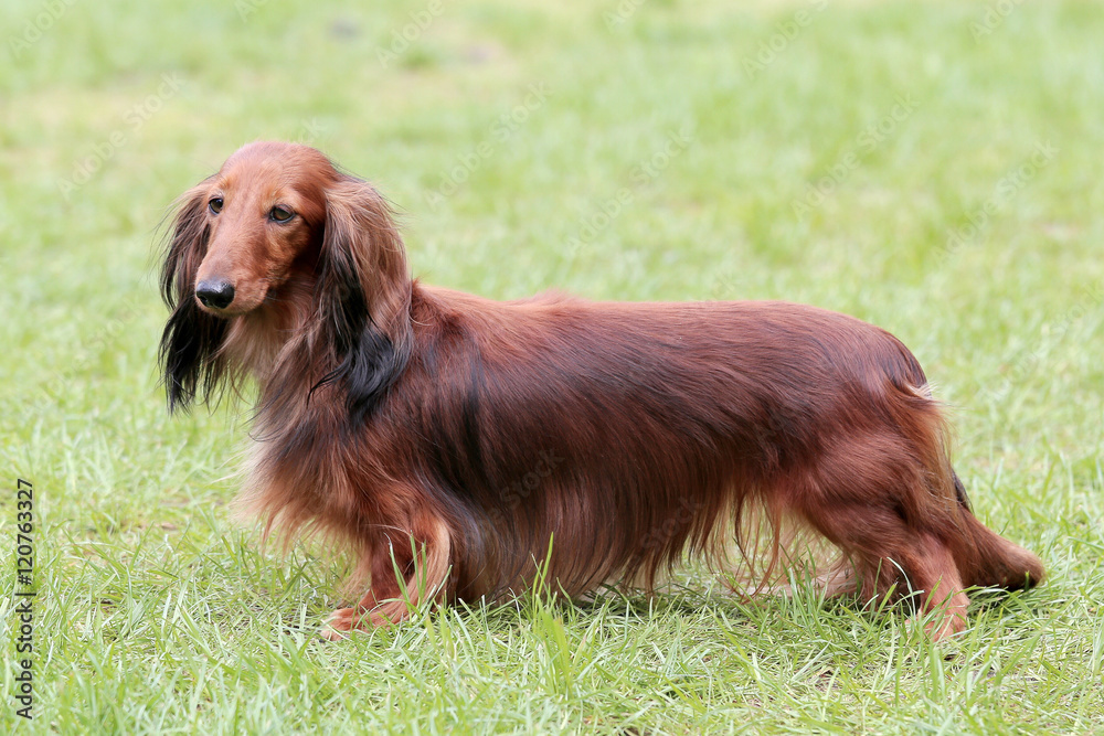 Typical Dachshund Long-haired Standard Red in the garden