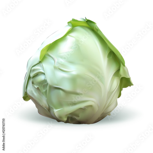 cabbage isolated vector