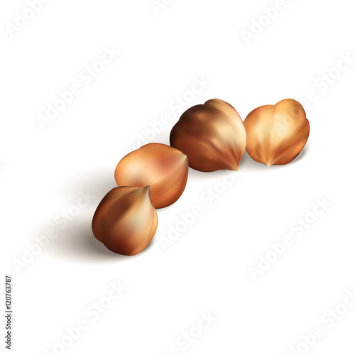 Hazelnut vector