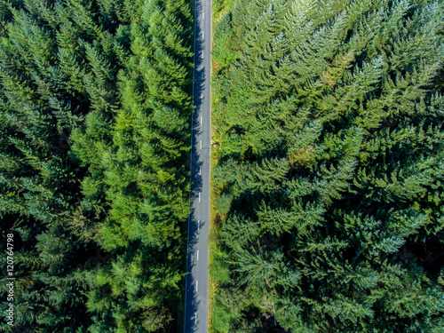 Road through the green spruce forest, aerial view