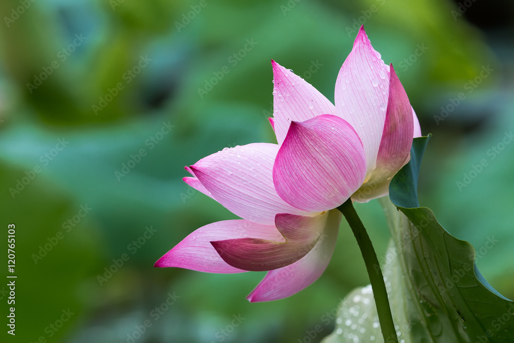 Lotus flowers