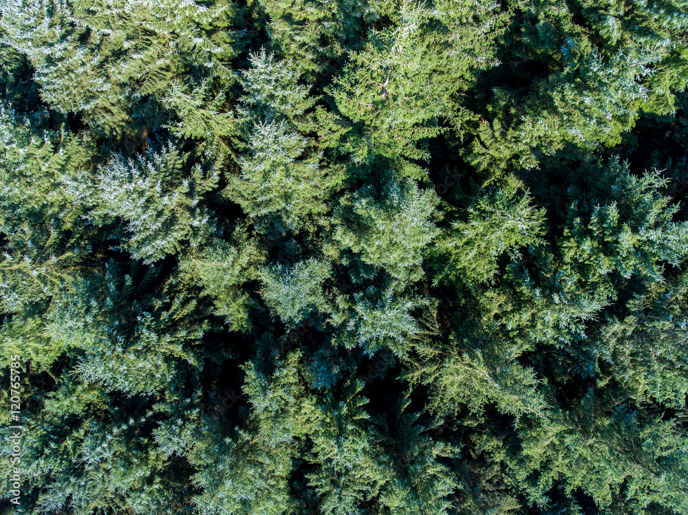 Green spruce forest from the above