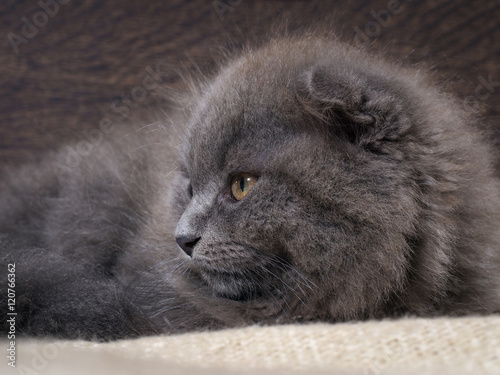 Portrait of a cute fluffy kitten. Cat gray lop-eared. The nose is black. Background wooden board