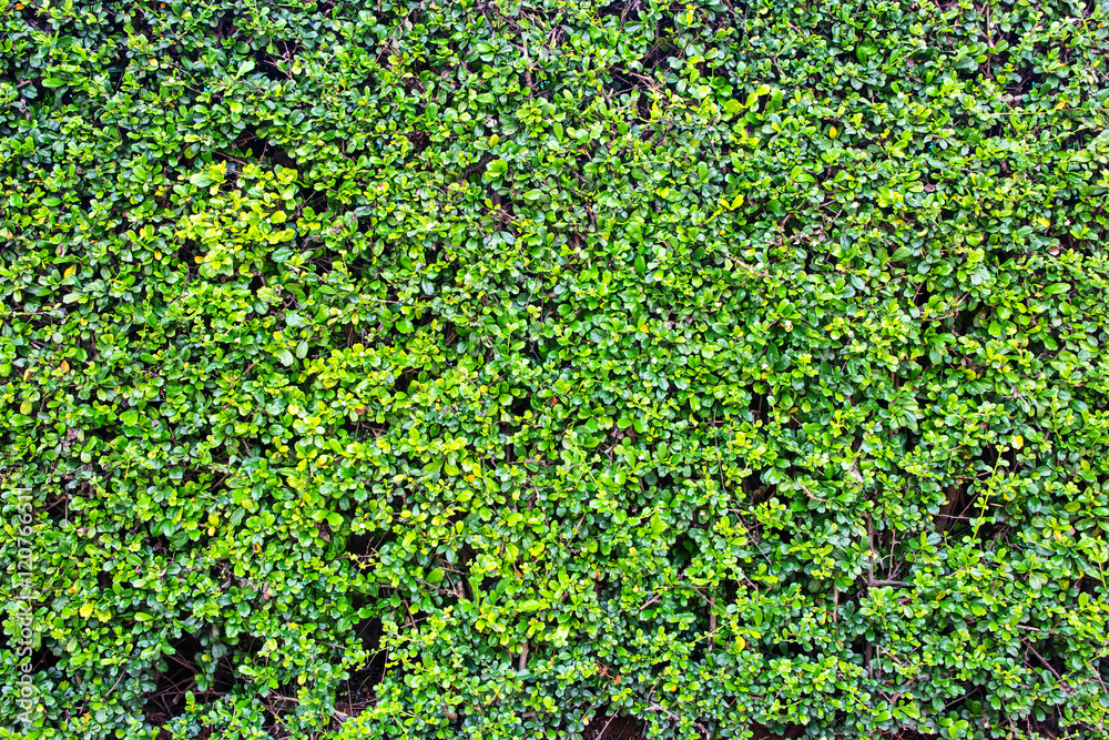 green leaves natural wall. green leaves natural wall.